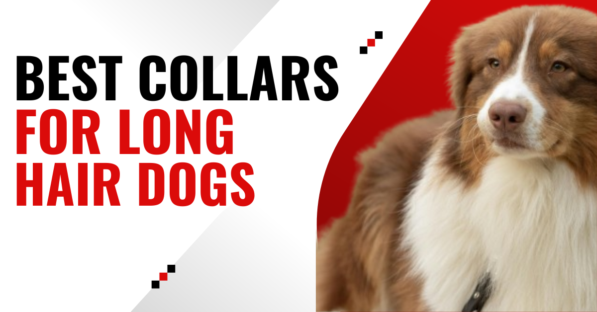 Best Collar for Long Haired Dogs