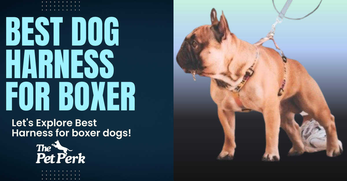 Best Dog Harness for a Boxer