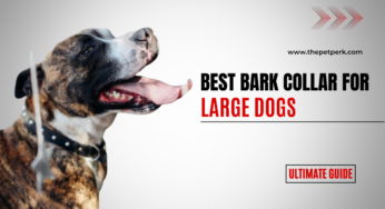 5 Best Bark Collar for Large Dogs: A Comprehensive Review