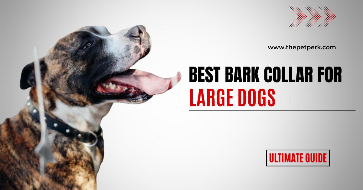 Best Bark Collar for Large Dogs