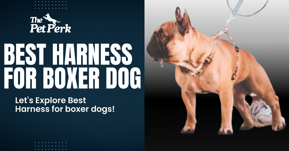 best harness for Boxer dogs