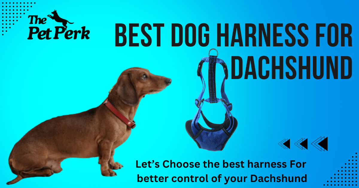 Best Dog Harness for Dachshund