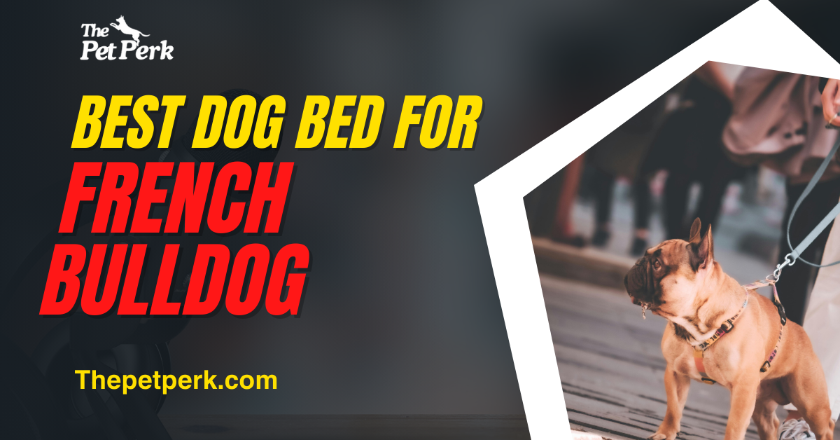 Best Dog Bed for French Bulldog