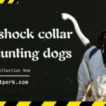 Best Shock Collar for Hunting Dogs
