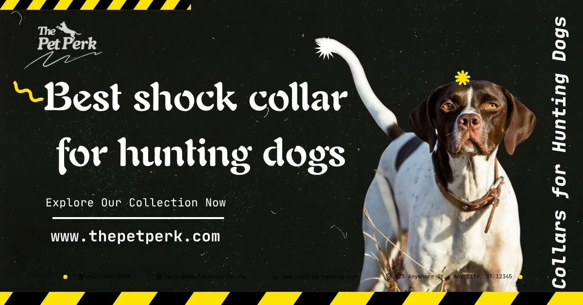 Best Shock Collar for Hunting Dogs