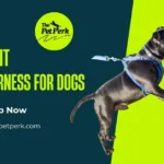 Best weight pulling harness for dogs