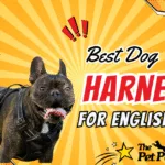 Best dog harness for English Bulldog