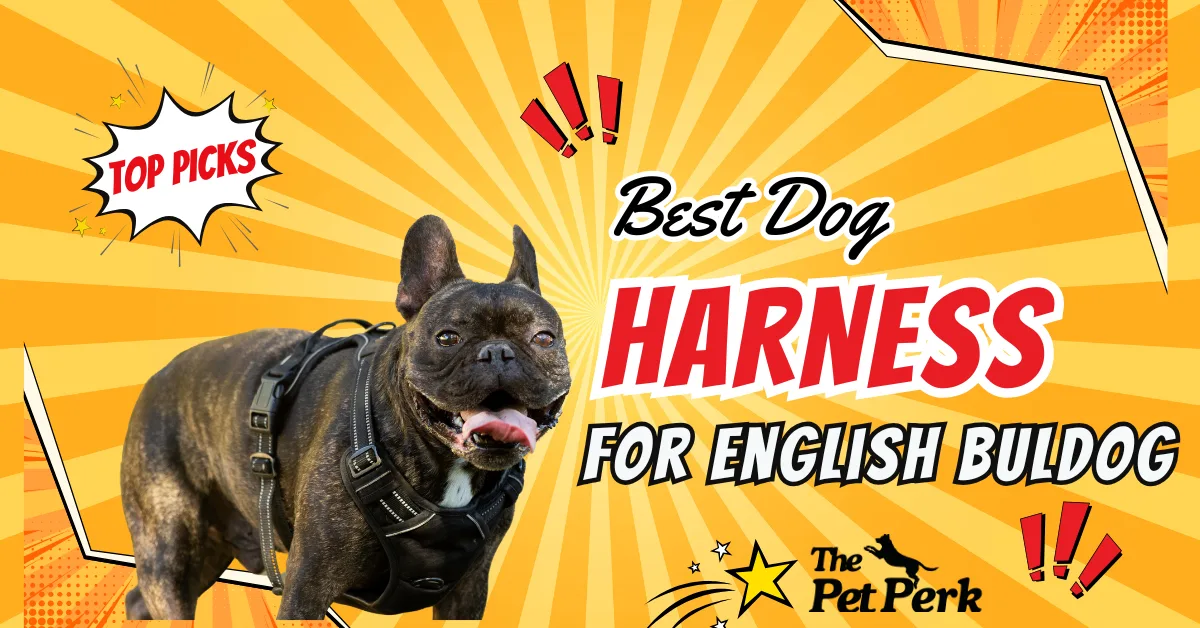 Best dog harness for English Bulldog