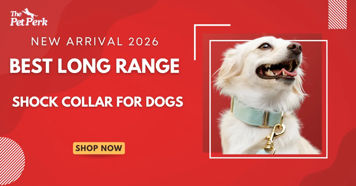 Best Long Range Shock Collar for Dogs
